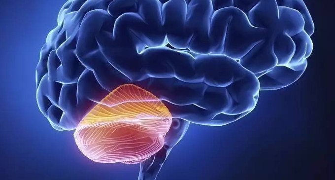 Cervello visto di lato con il cervelletto evidenziato in arancione